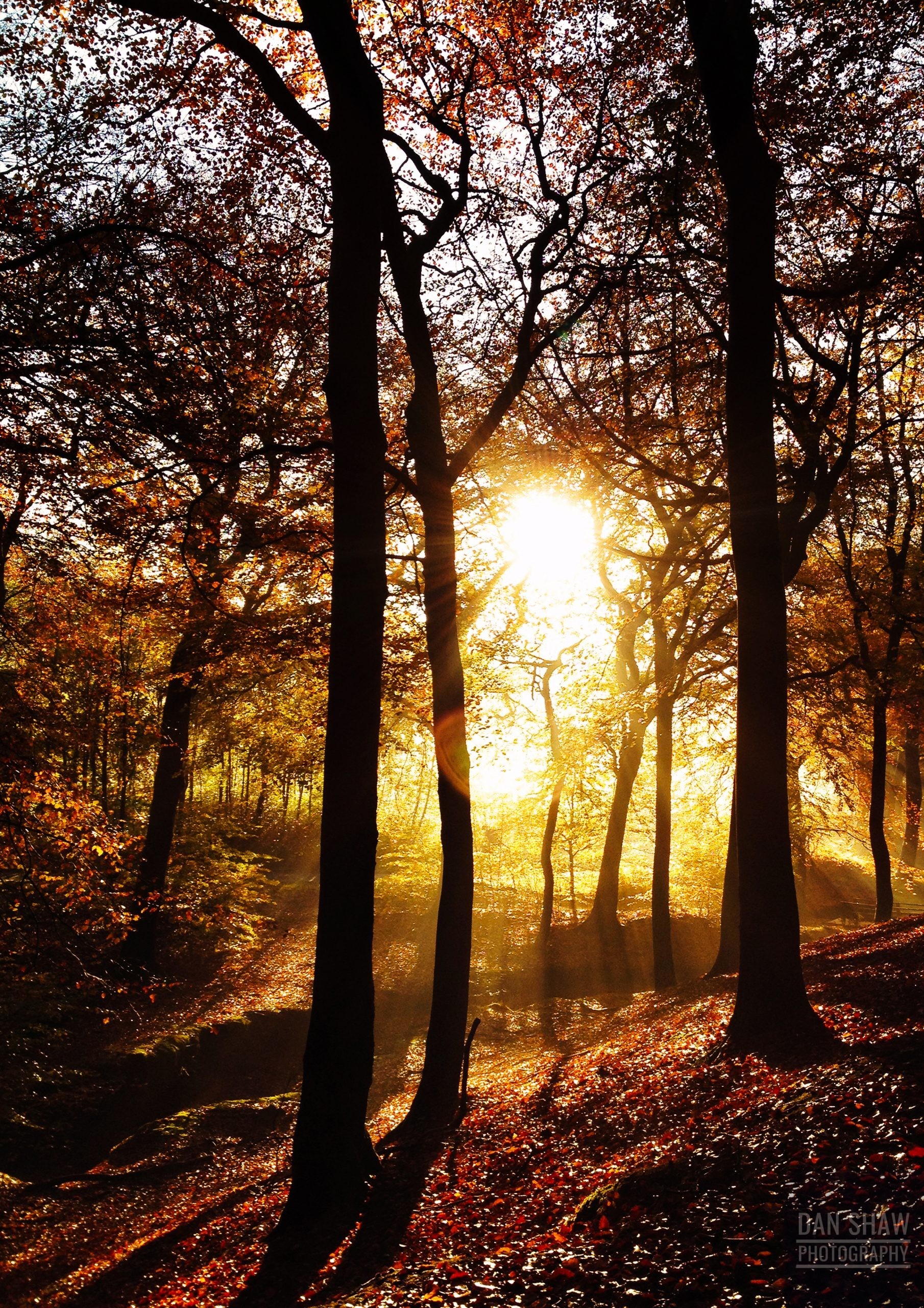 Autumn Woodland Sunrise