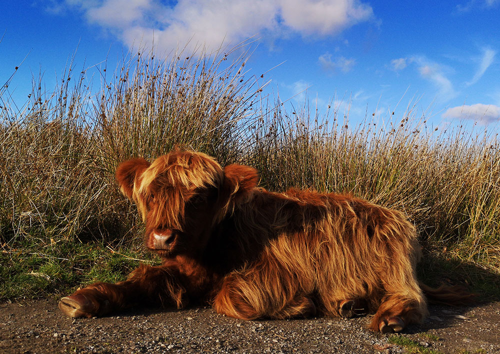 Sunbathing Highland Cattle Calf